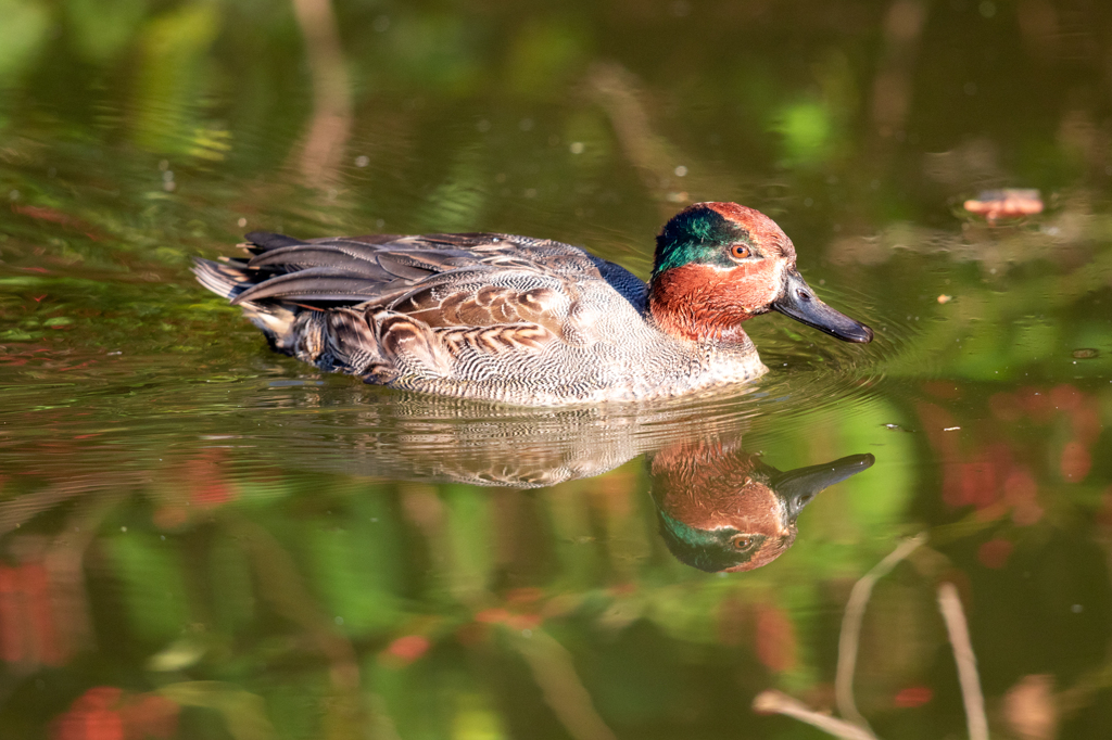 カワセミ狙ったんですが2