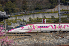 河津桜を添えて