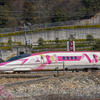河津桜を添えて