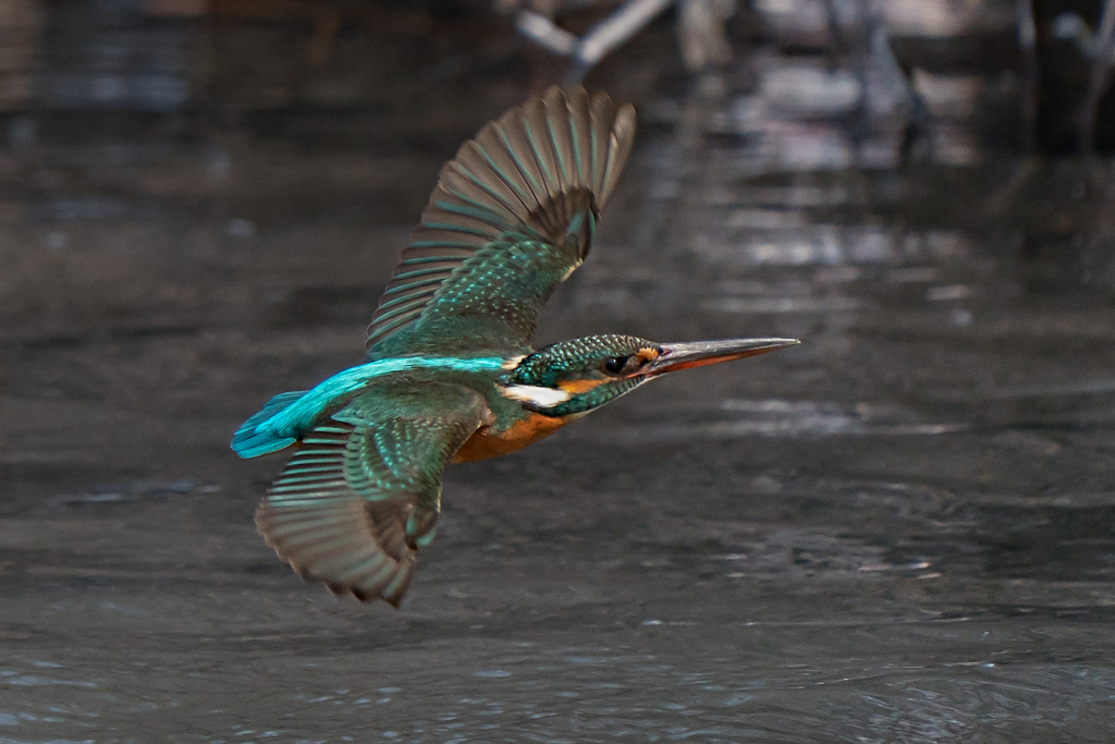 シリウスへ向かって飛べ！2