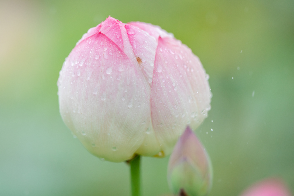 ふっくらまんまるく