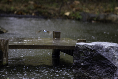 雨のカワセミ