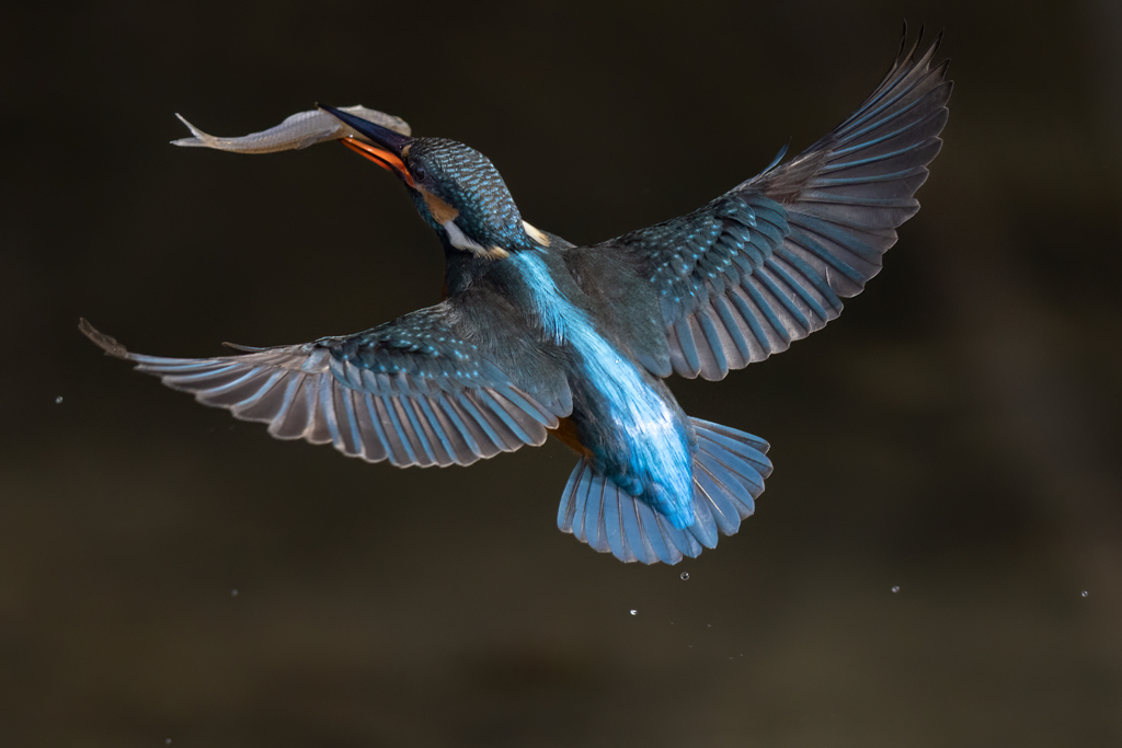 青い鳥小鳥