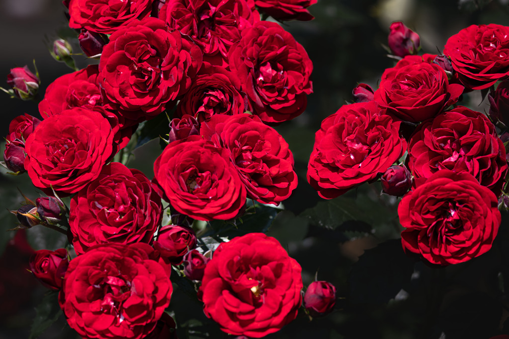 手柄山中央公園バラ