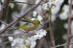 メジロ飛行4