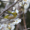 メジロ飛行4