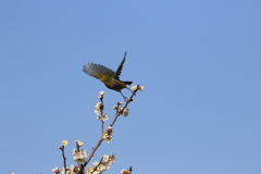 メジロ飛行2