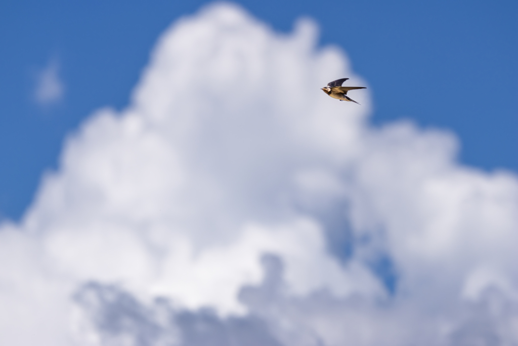 青い空を、白い雲がかけていった