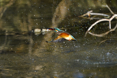 宝石の中を飛ぶ