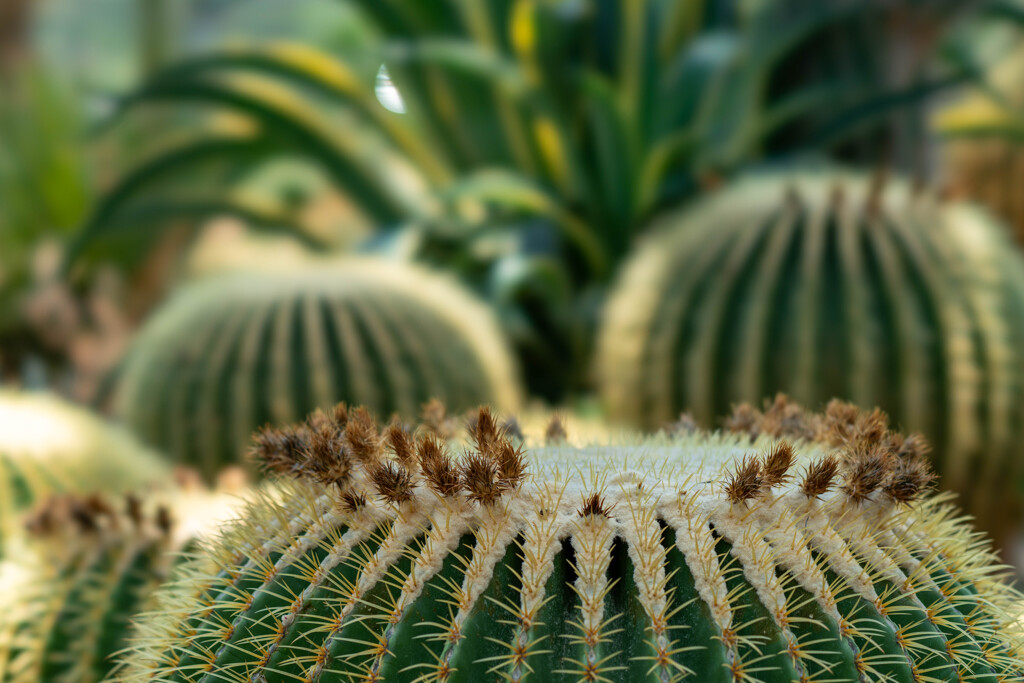植物園のサボテン