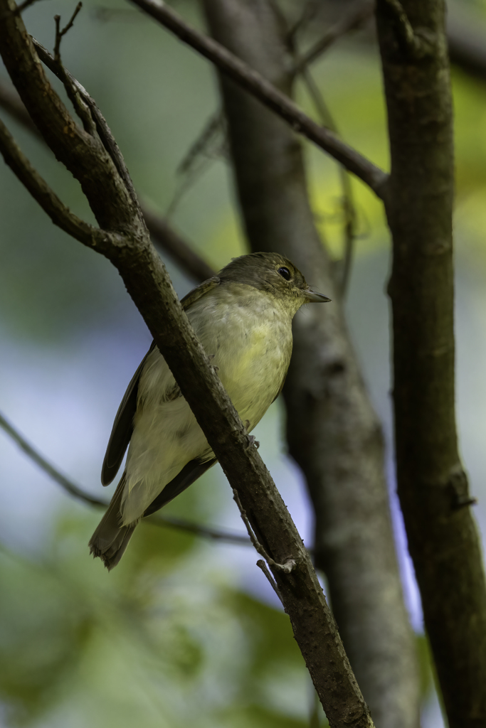 ゆめさきの森にて