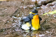 行水