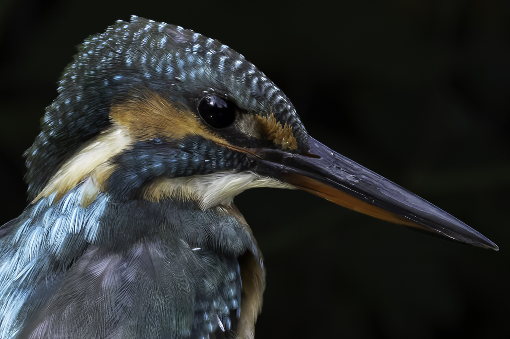 キリッとおすまし