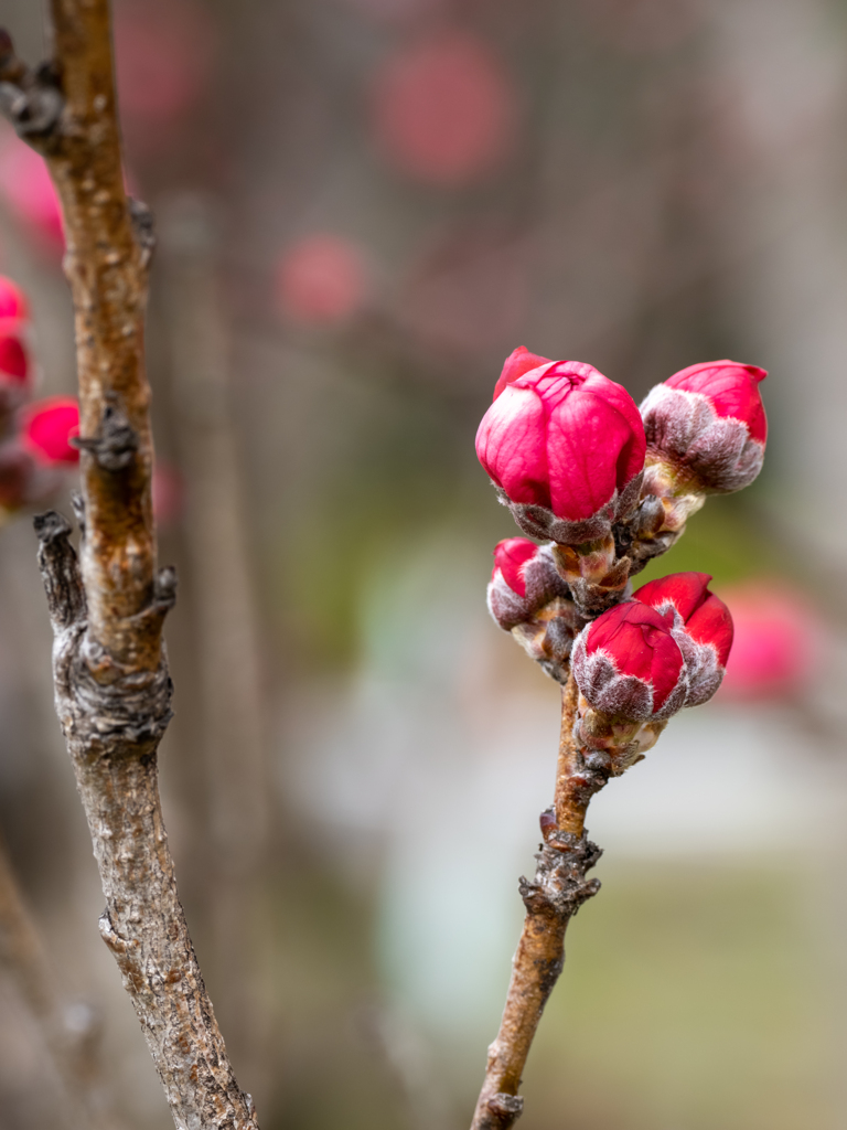 梅は咲いたか桜はまだかいな
