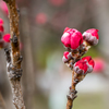 梅は咲いたか桜はまだかいな