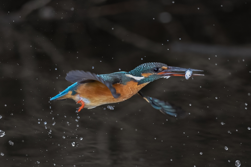 カワセミ6
