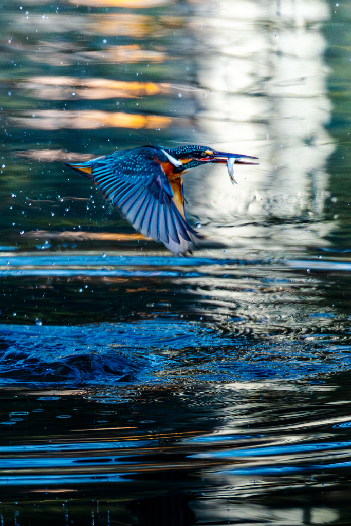 水辺のひとこま