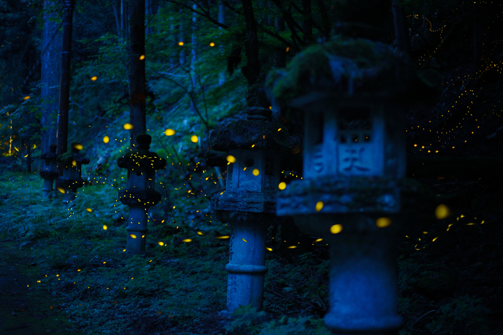 荒寺の石灯篭にともしびが