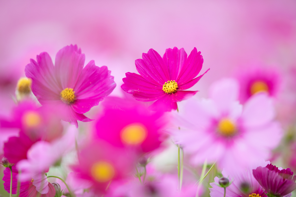 秋桜1
