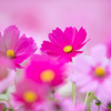 秋桜1