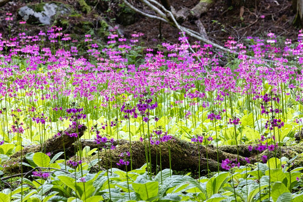 クリンソウ群生