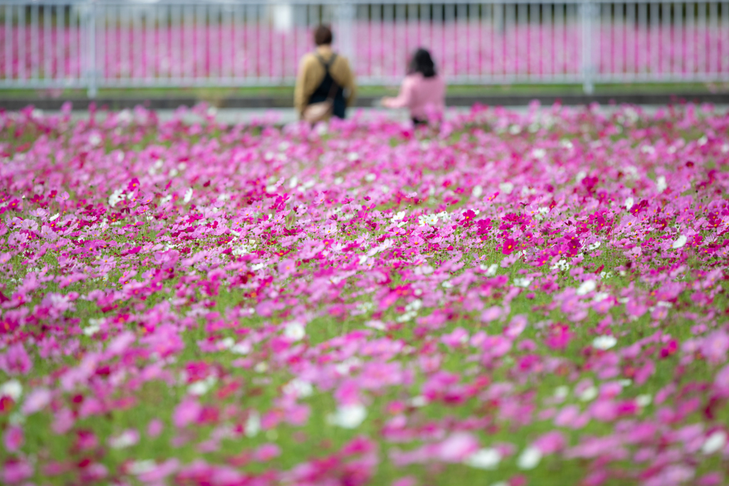 秋桜2