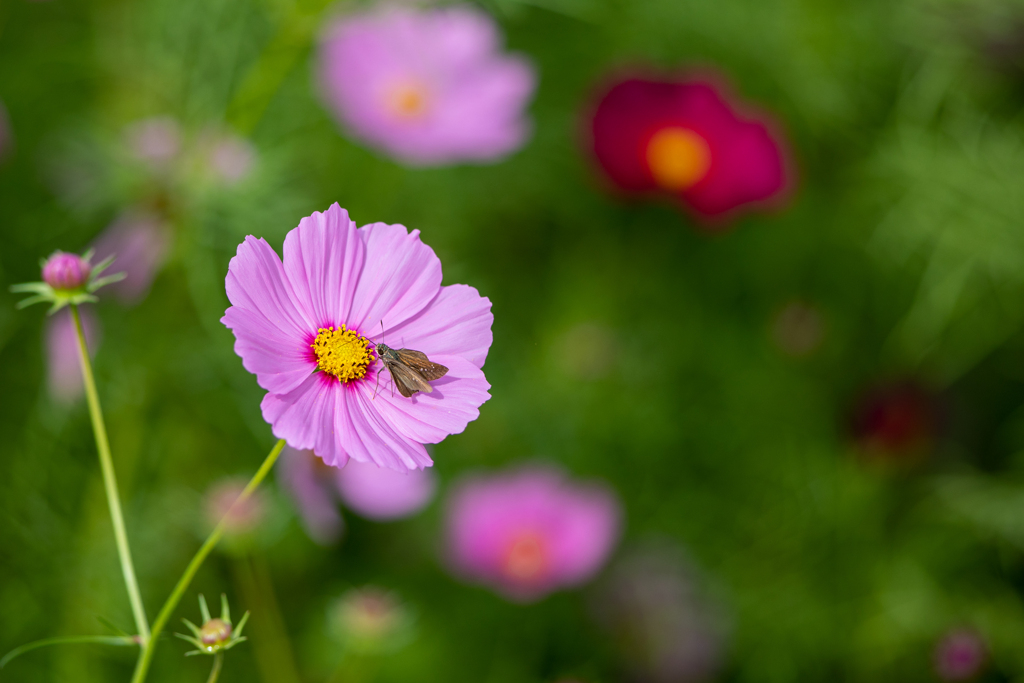 秋桜4