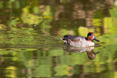 カワセミ狙ったんですが1