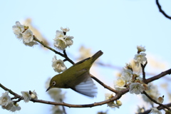 メジロ飛行3