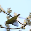 メジロ飛行3