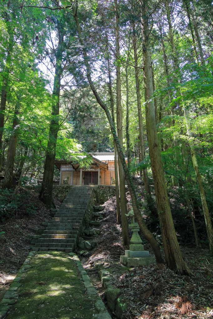 ヒメの生息する神社