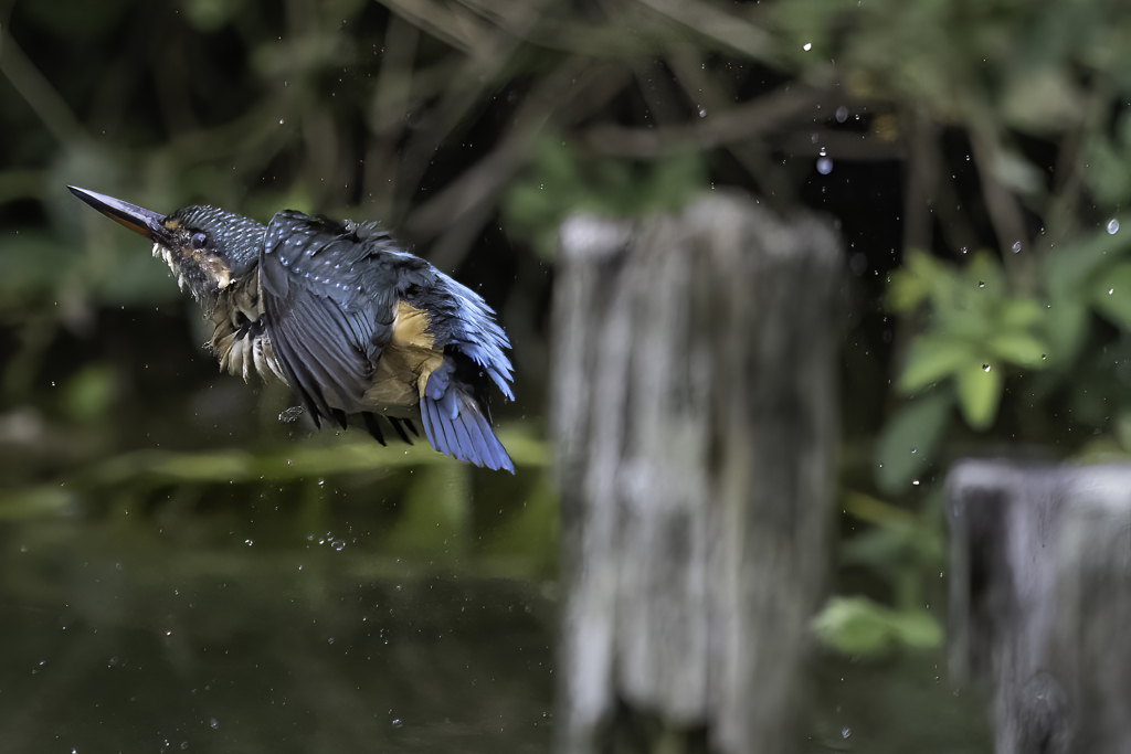 「シリウスに向かって飛べ！」