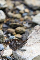 地味ですが群れを成すのでよく目立ちます