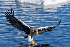 オオワシ魚捕る