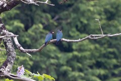 ブッポウソウの住む町