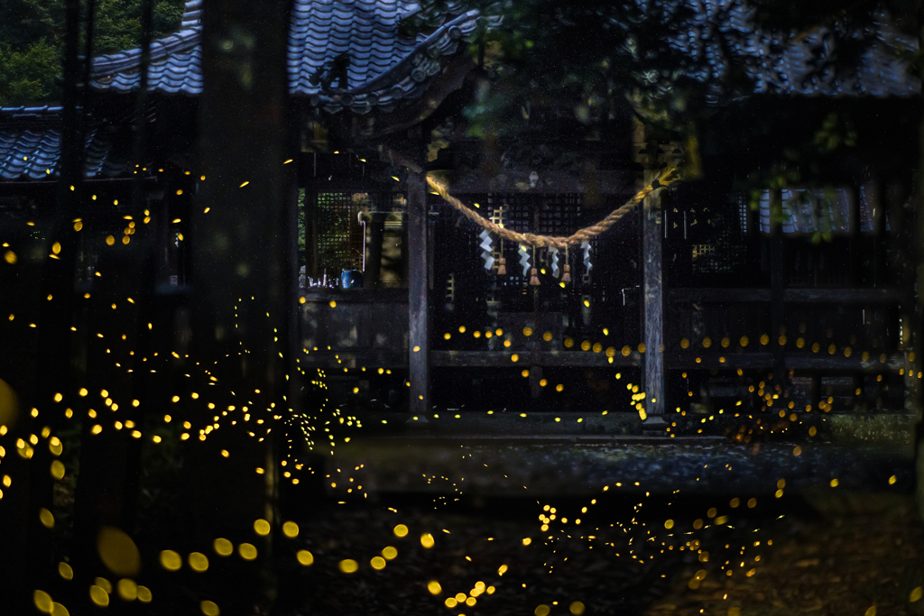 夜の舞踏会