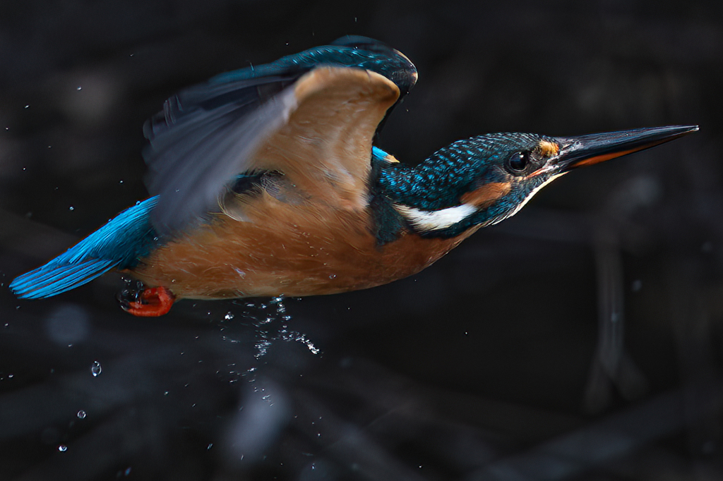 カワセミ2