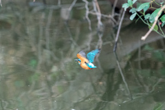それ木の枝