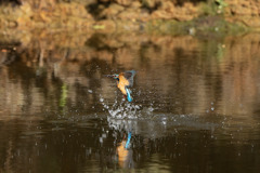 これは水浴び