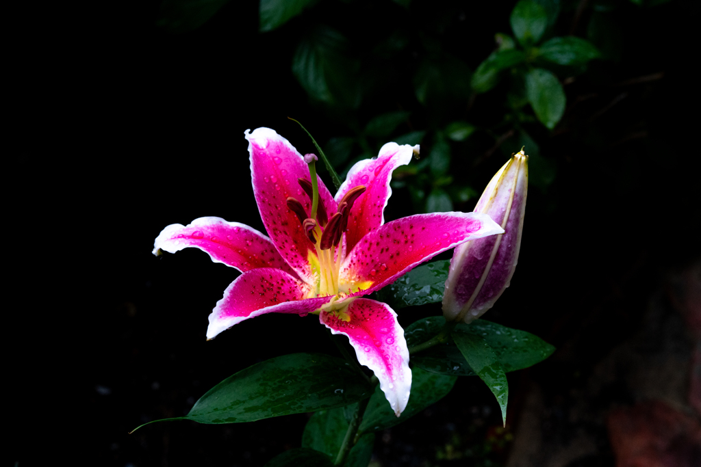 雨の中開花