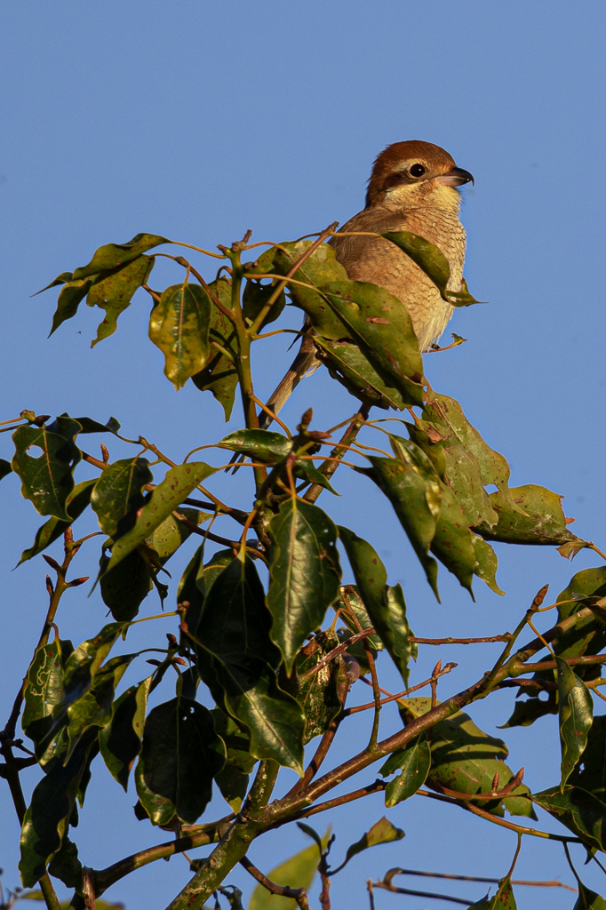 カワセミ狙ったんですが3