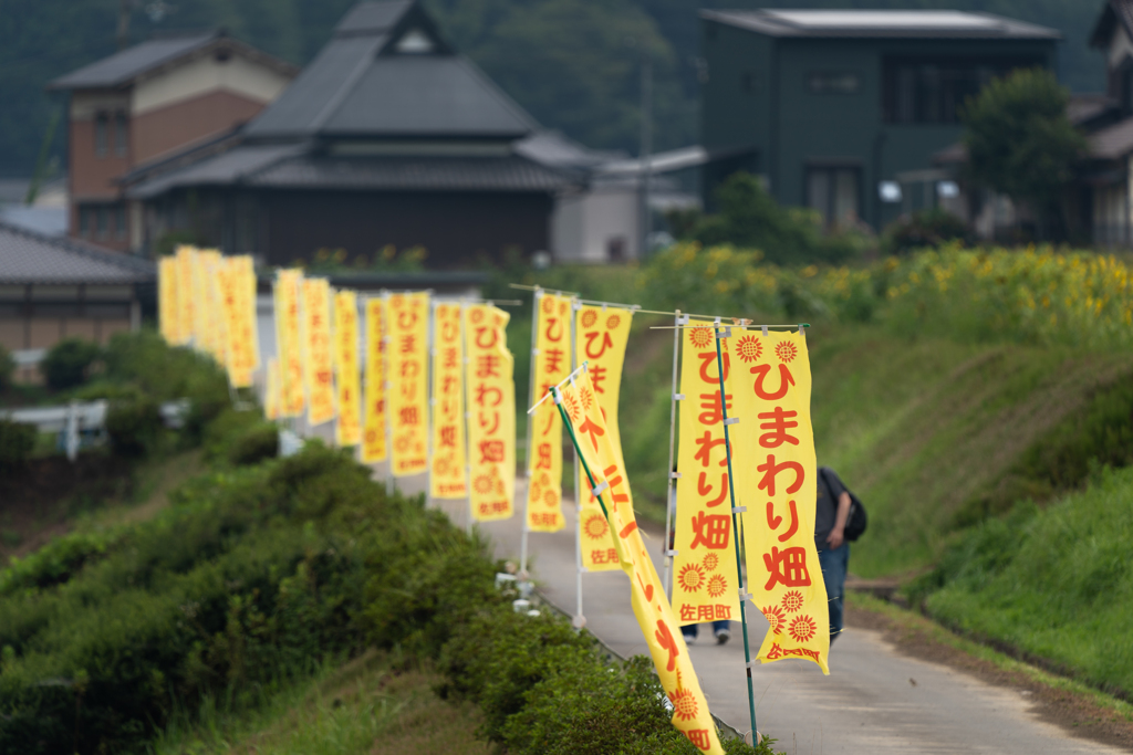 ひまわりの小径