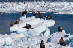 まるでペンギンだな(^▽^)/