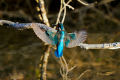 カワセミブルー