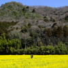 書写山麓の菜の花