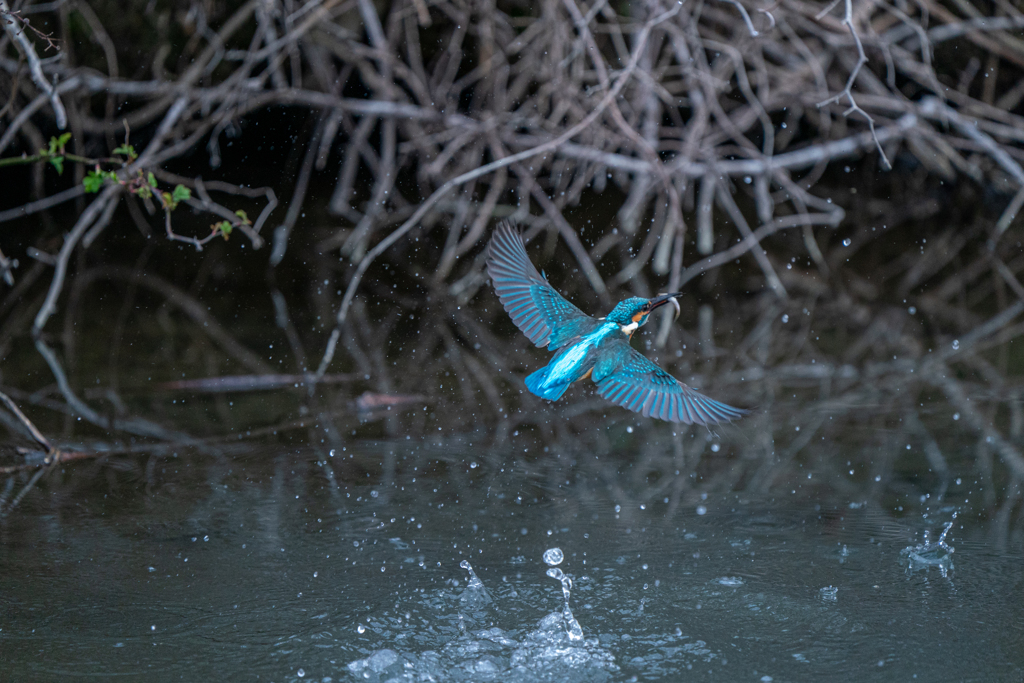 もう一匹捕ったよ