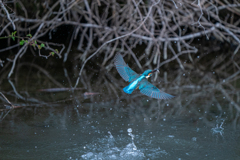 もう一匹捕ったよ