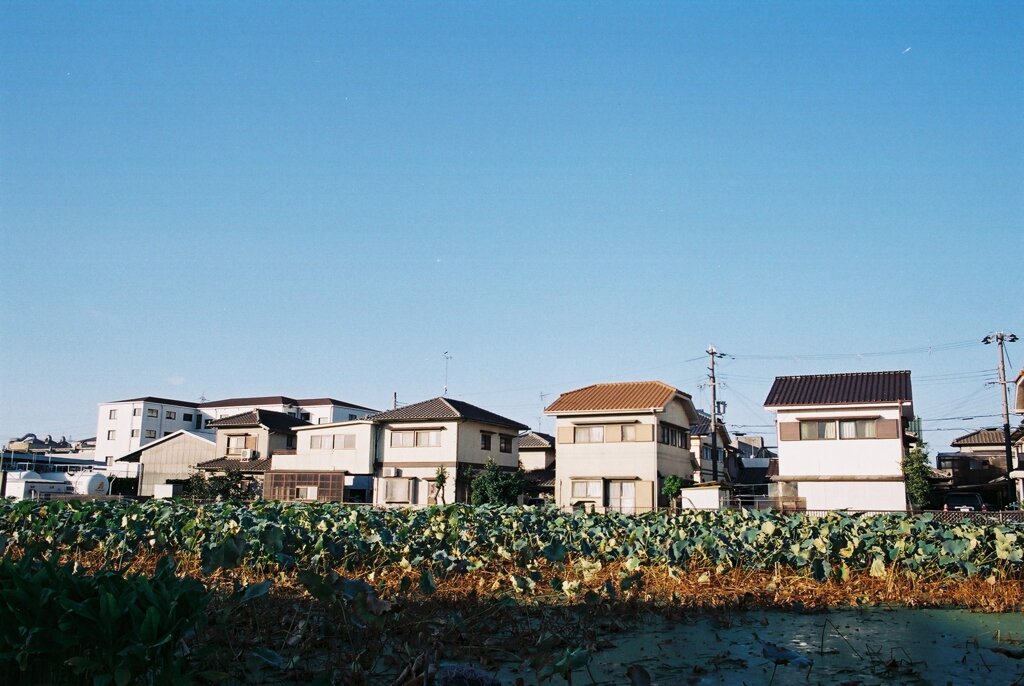 自宅周辺の蓮畑