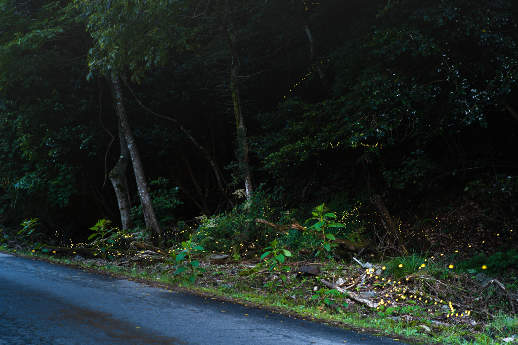 ヒメボタル今年二枚目