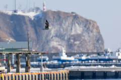 羅臼灯台を飛ぶ